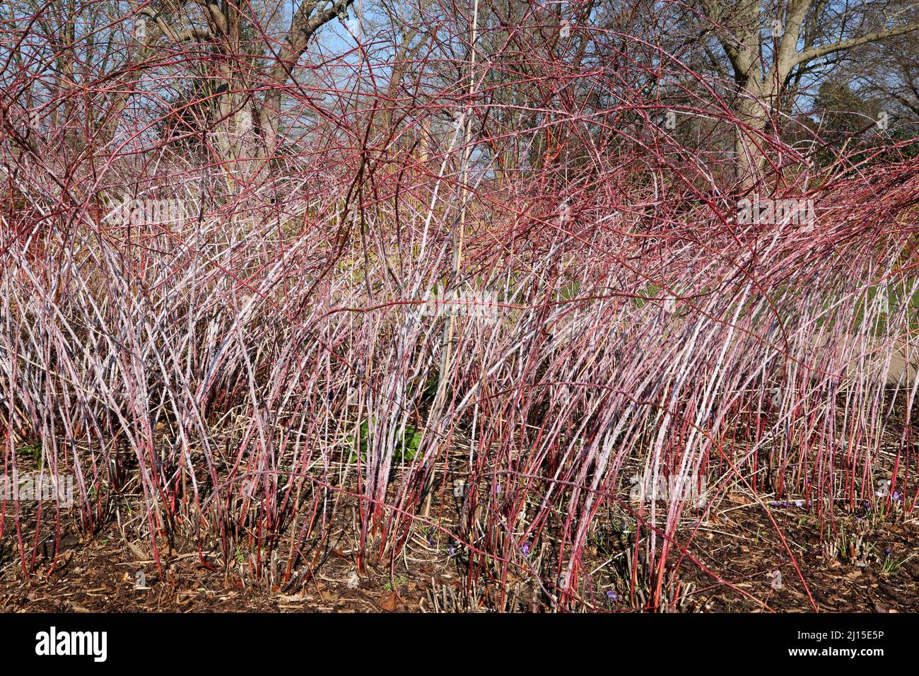 Wisley RHS Garden Woking Surrey Red Twigged Dogwood (Cornus Sericea Baileyi) Multi stemed Fast Growing Scuckering arbusto deciduo Foto Stock