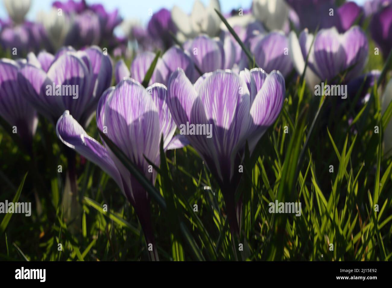 Crocus Field nel mese di marzo (inverno-primavera) Surrey Inghilterra Foto Stock