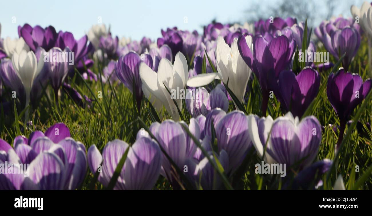 Crocus Field nel mese di marzo (inverno-primavera) Surrey Inghilterra Foto Stock