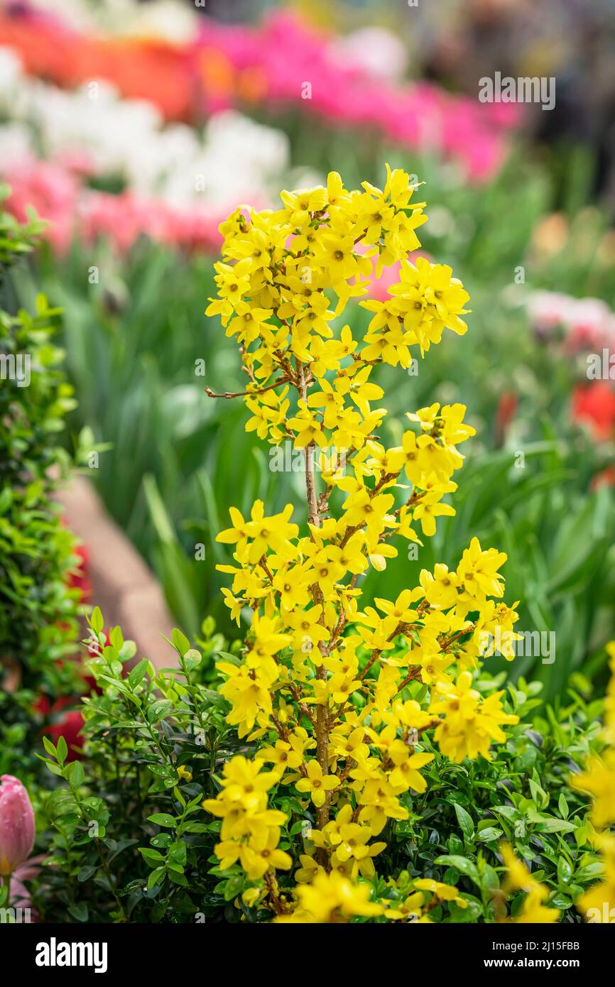 Primavera giallo fiore primo piano in giardino, sfondo naturale Foto Stock