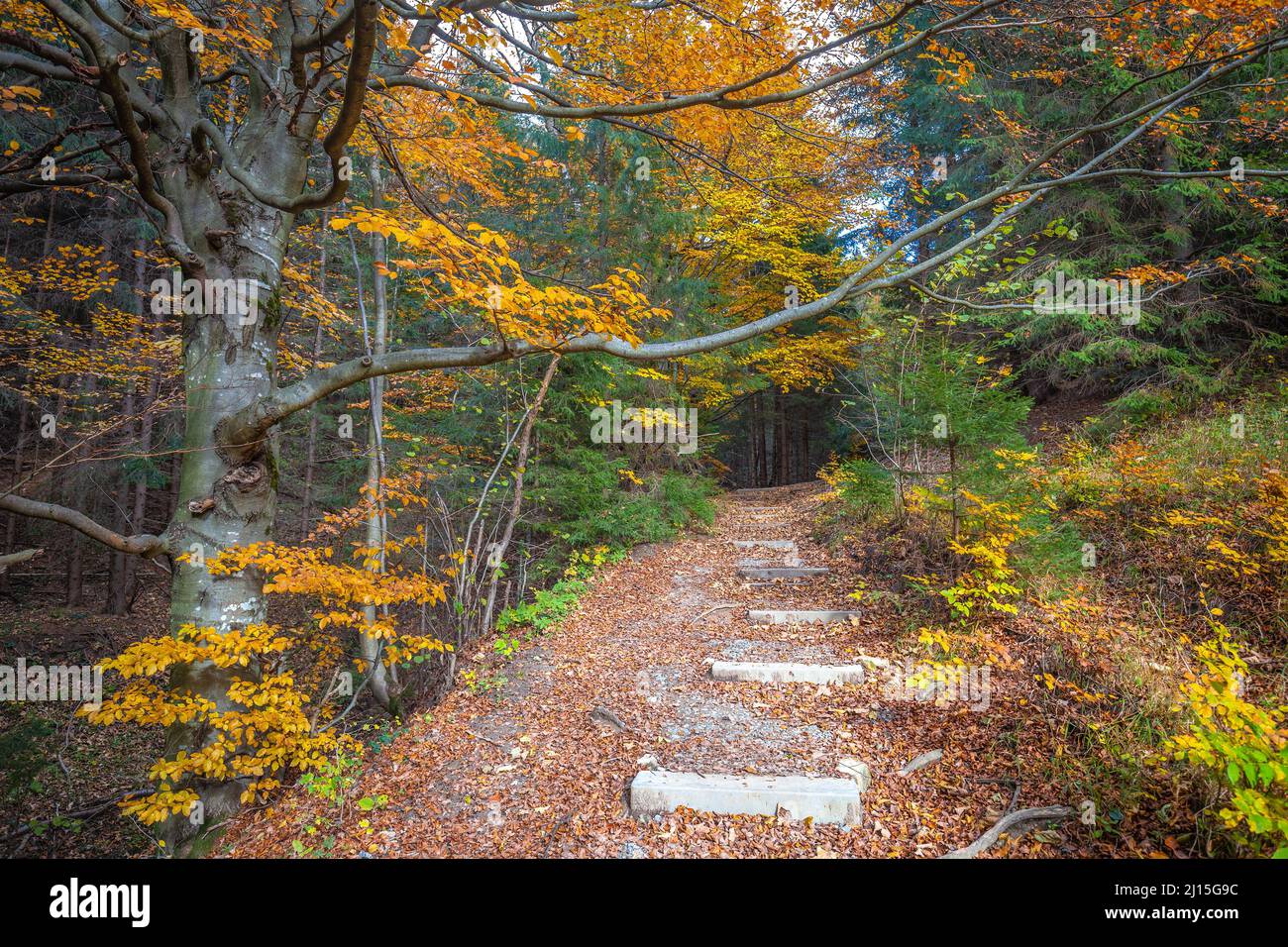 Passerella attraverso la foresta con alberi in colori autunnali. Foto Stock