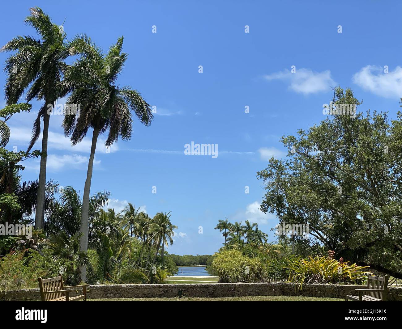 Cielo blu e palme del Fairchild Tropical Botanical Garden, Miami, Florida, USA Foto Stock