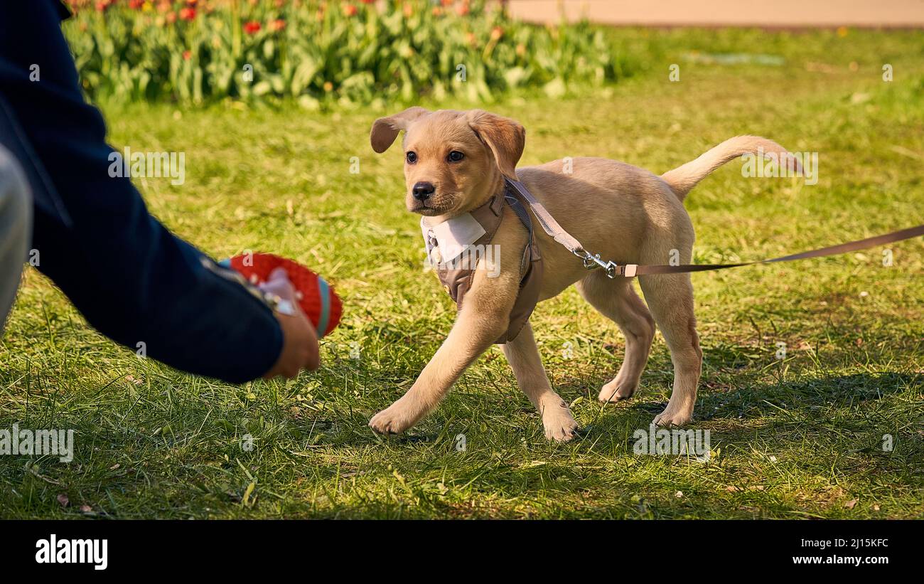 Cute Labrador Retriever in vestito gioca su erba verde con cane trainer Foto Stock