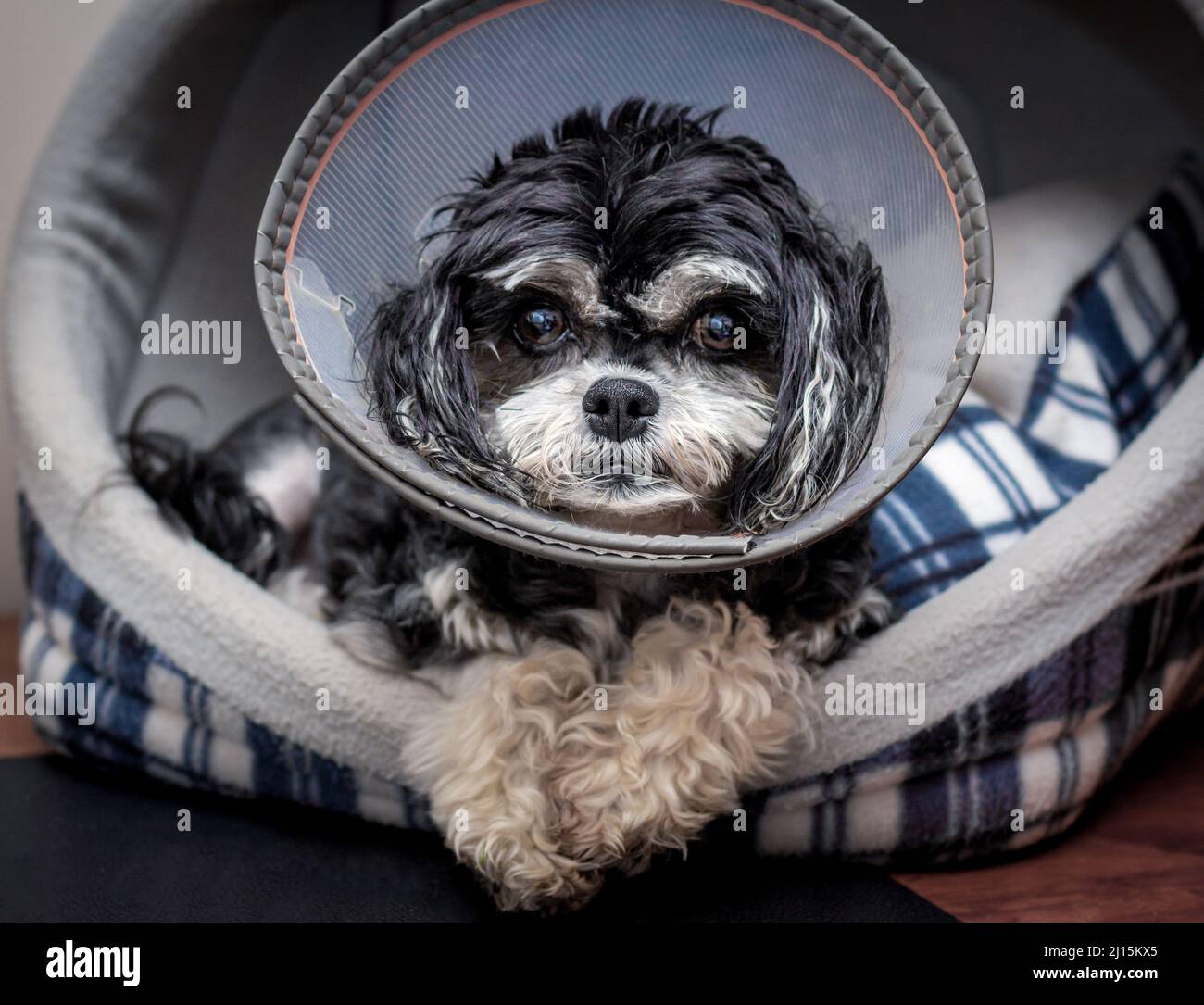 Piccolo puppy triste dopo incidente in cono di vergogna in cestino, piccolo cane bianco e nero razza maltese croce Foto Stock