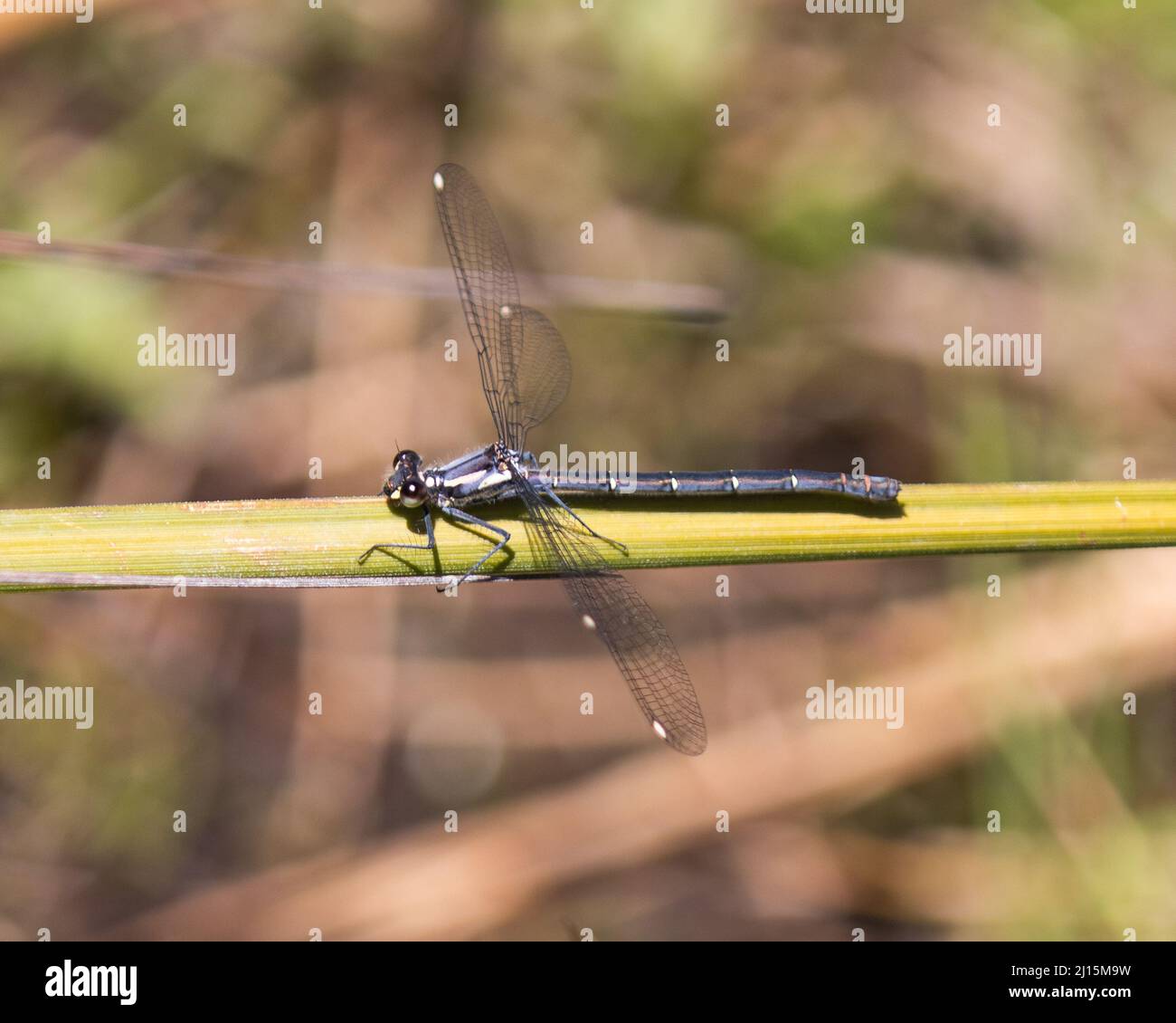 Un Damselfly appoggiato su una foglia con le sue ali allungate. Fotografato al Parco Nazionale di Namadgi IN ATTO. Foto Stock