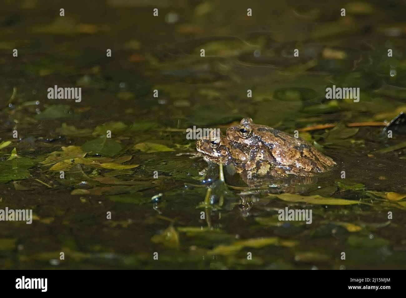 Acini grigio settentrionale (Hyla versicolor) Foto Stock