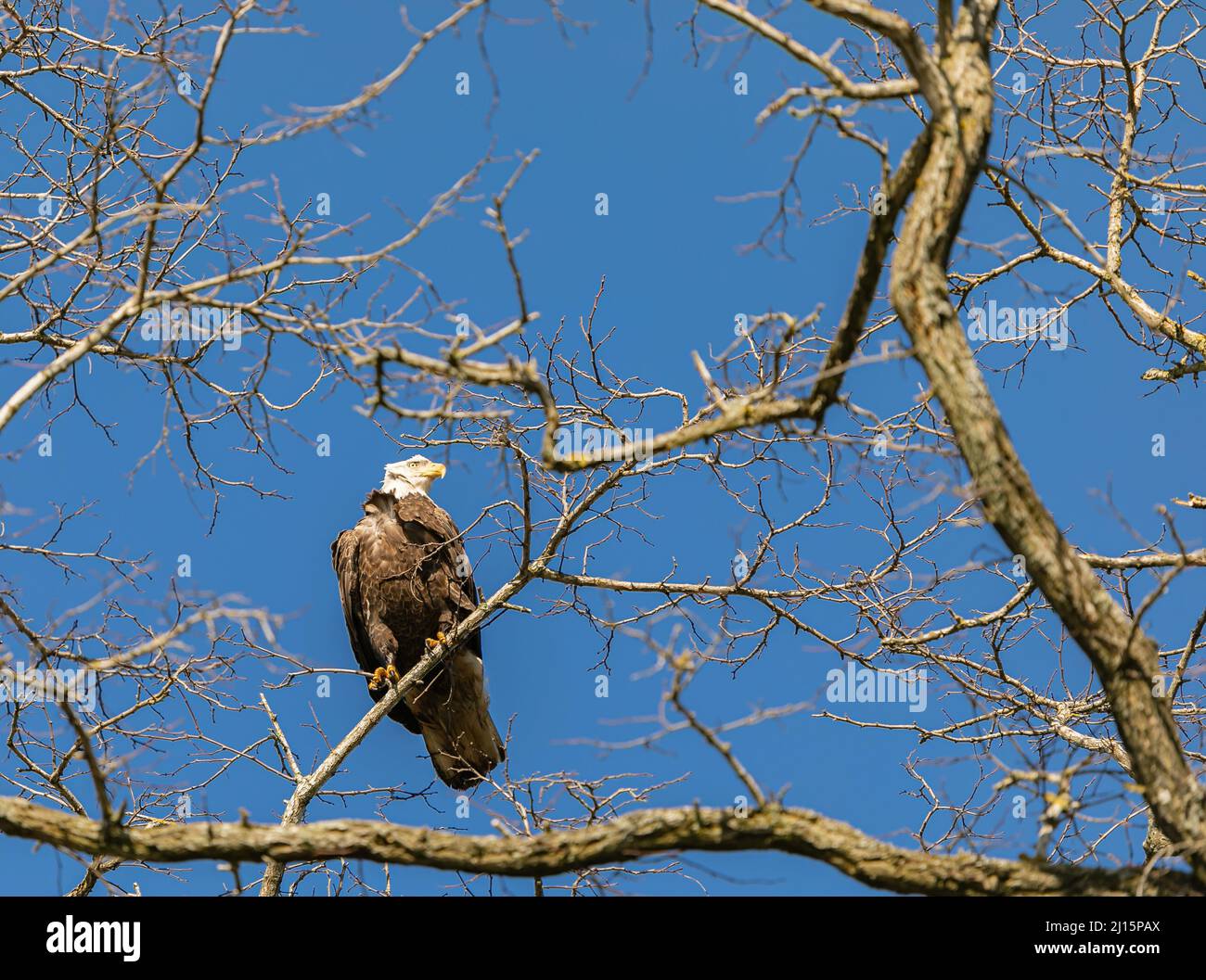 Un'aquila calva adulta arroccata su un ramo contro un cielo blu. Foto di viaggio, senza persone, messa a fuoco selettiva Foto Stock