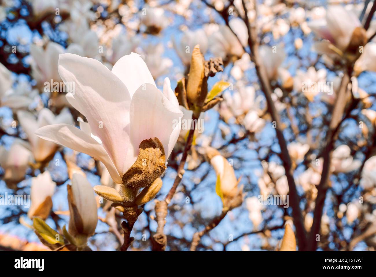 Bella magnolia albero fiorisce in primavera. Jentle bianco magnolia fiore contro il cielo. Sfondo romantico floreale.. Foto Stock