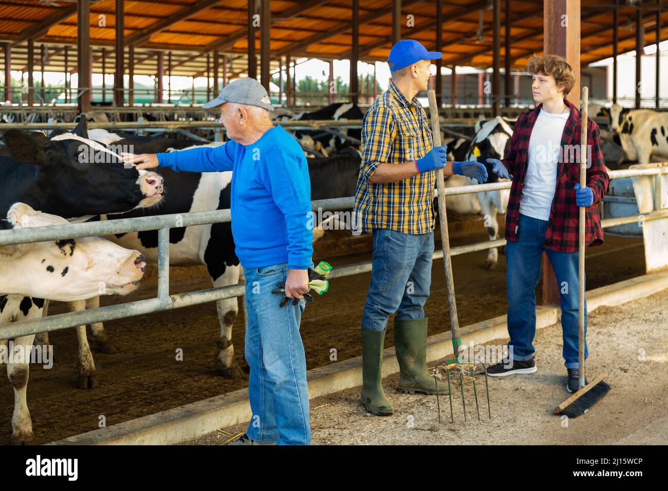 Molti lavoratori agricoli si stanno occupando di mucche in stalla Foto Stock