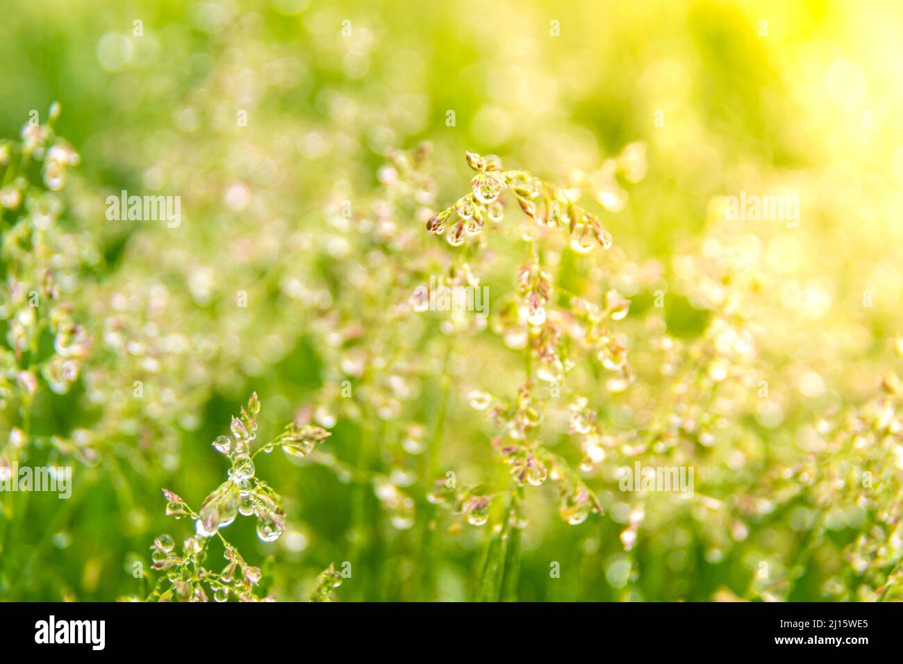 nei raggi del sole del mattino, spikelets di prati erbosi ricoperti di grandi gocce di rugiada o pioggia, che riflettono il mondo intorno a loro, selettivo fo Foto Stock