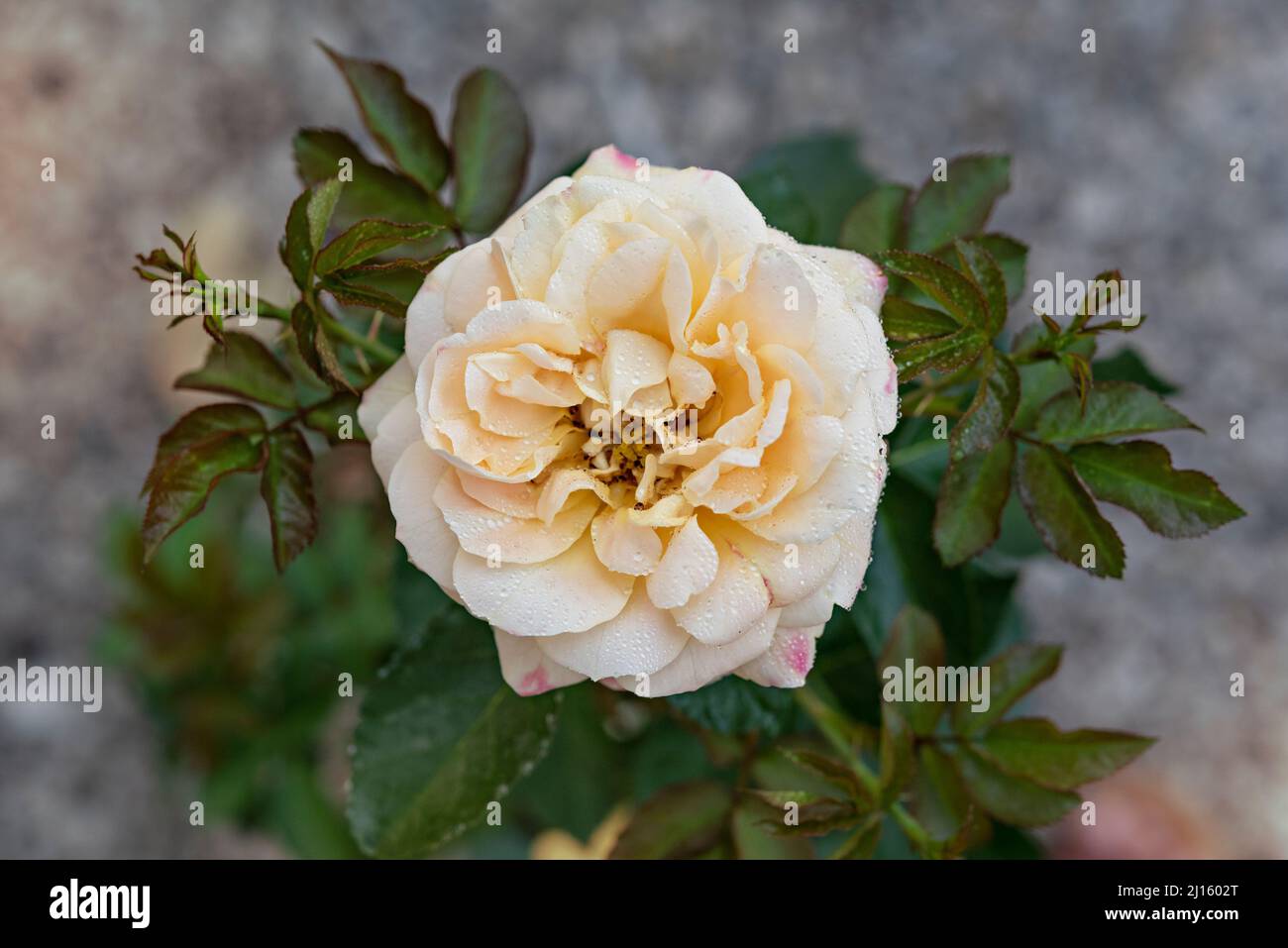 Primo piano di un bel fiore di rosa giallo fresco in giardino verde Foto Stock