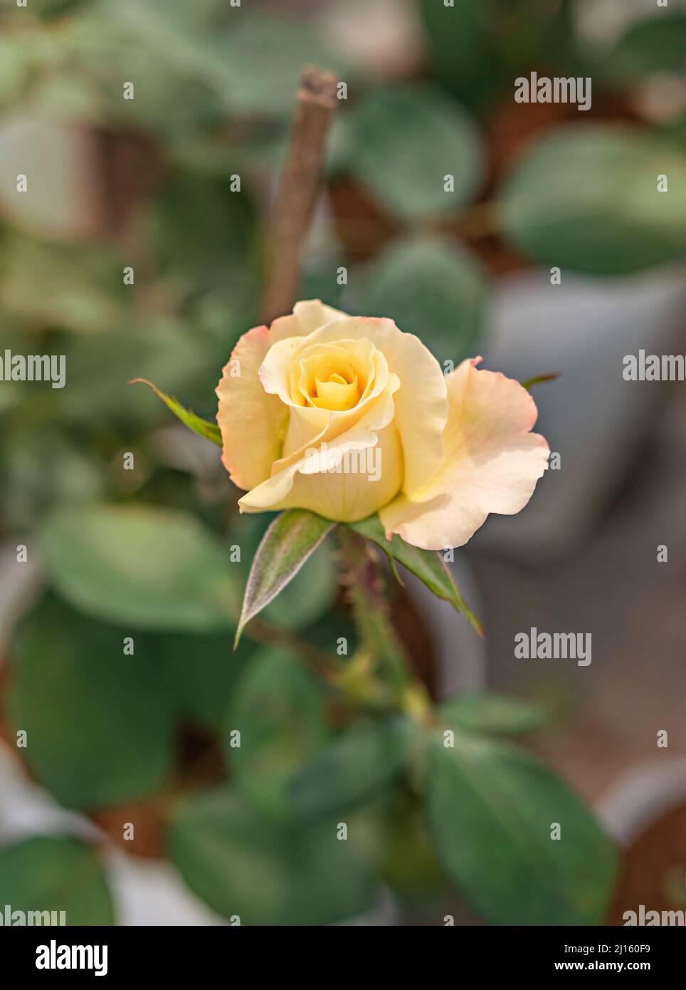 Primo piano di un bel fiore di rosa giallo fresco in giardino verde Foto Stock