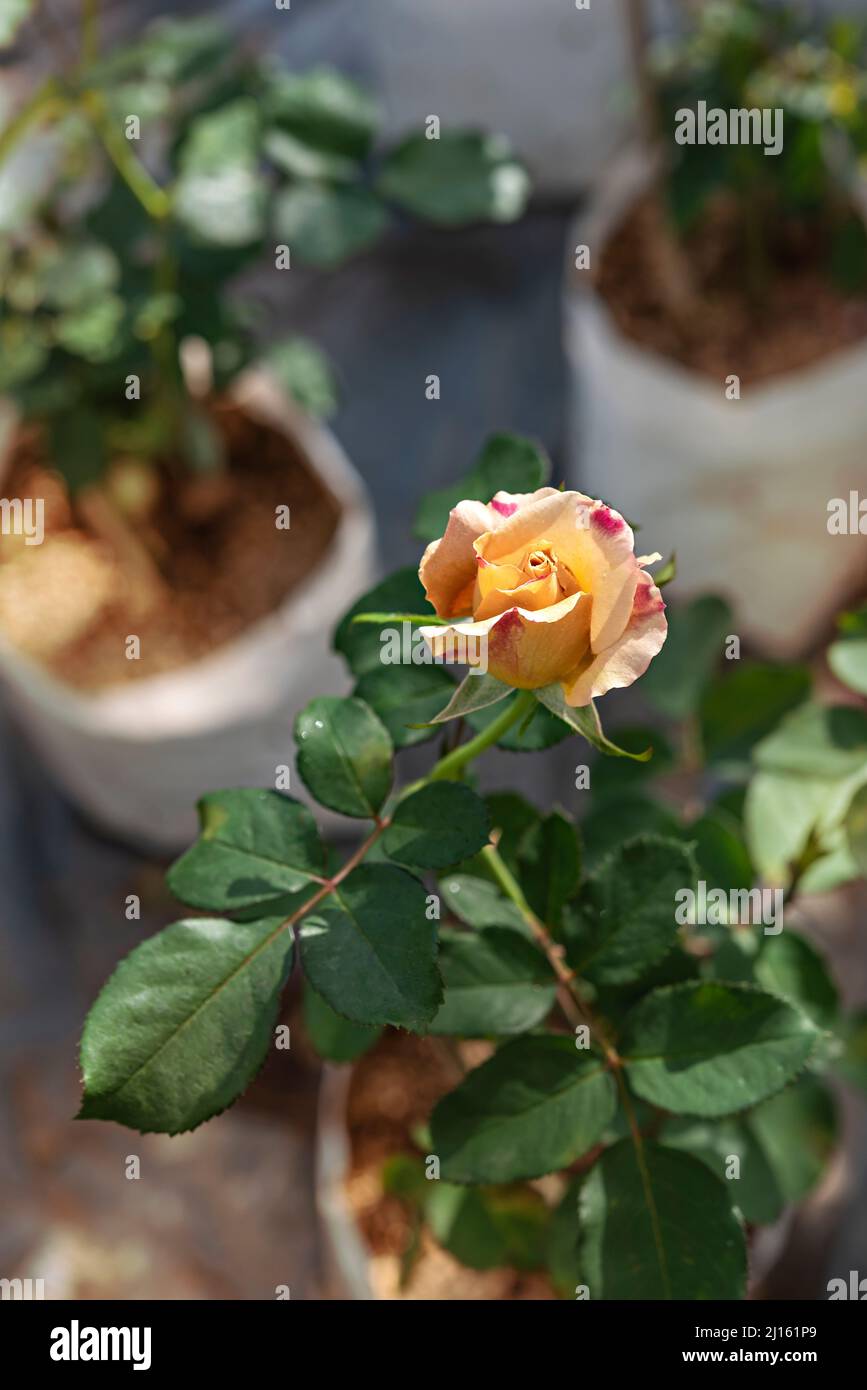 Primo piano di un bel fiore di rosa giallo fresco in giardino verde Foto Stock