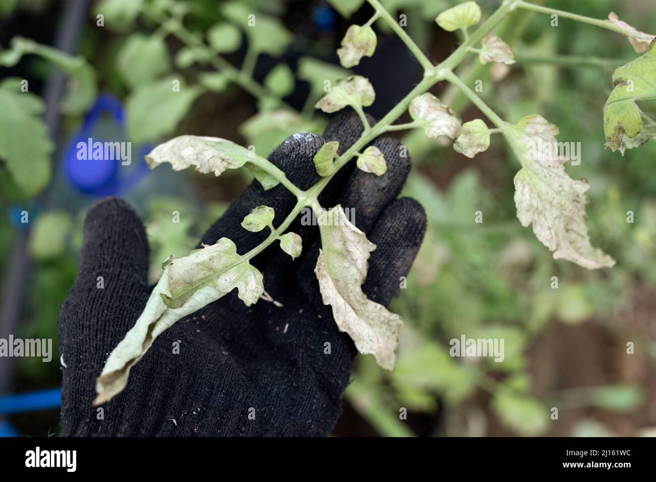 fusarium sintomo in soia, malattia vegetale, patologia vegetale malattia di Wilt causata da fungo. Malattia malattie virali e parassiti biologici e fisiologici Foto Stock