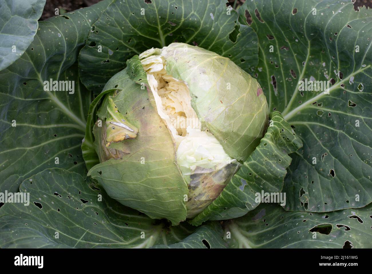 teste di verdure di cavolo burst overmature. Cavolo incrinato. Cura impropria di agricoltura. Foto Stock