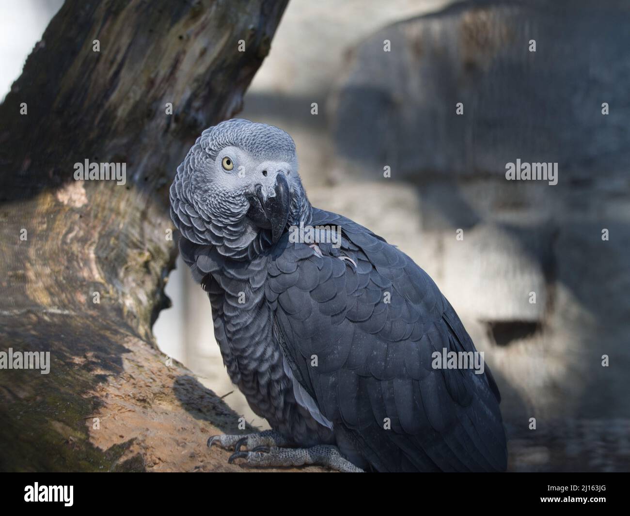 Un pappagallo grigio africano (jaco) arroccato su un albero Foto Stock