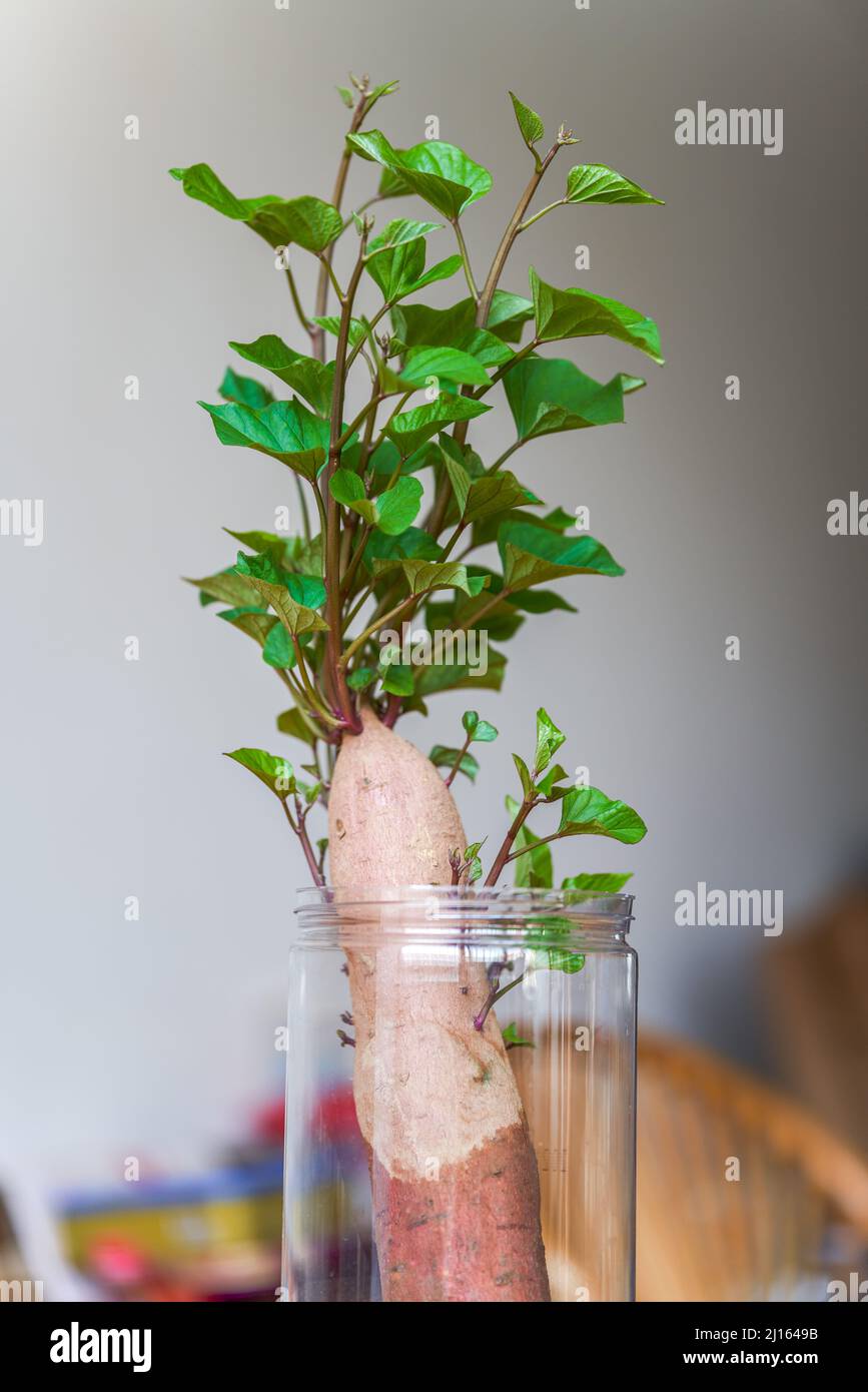 Una patata dolce coltivata pianta idroponica pentola Foto stock - Alamy