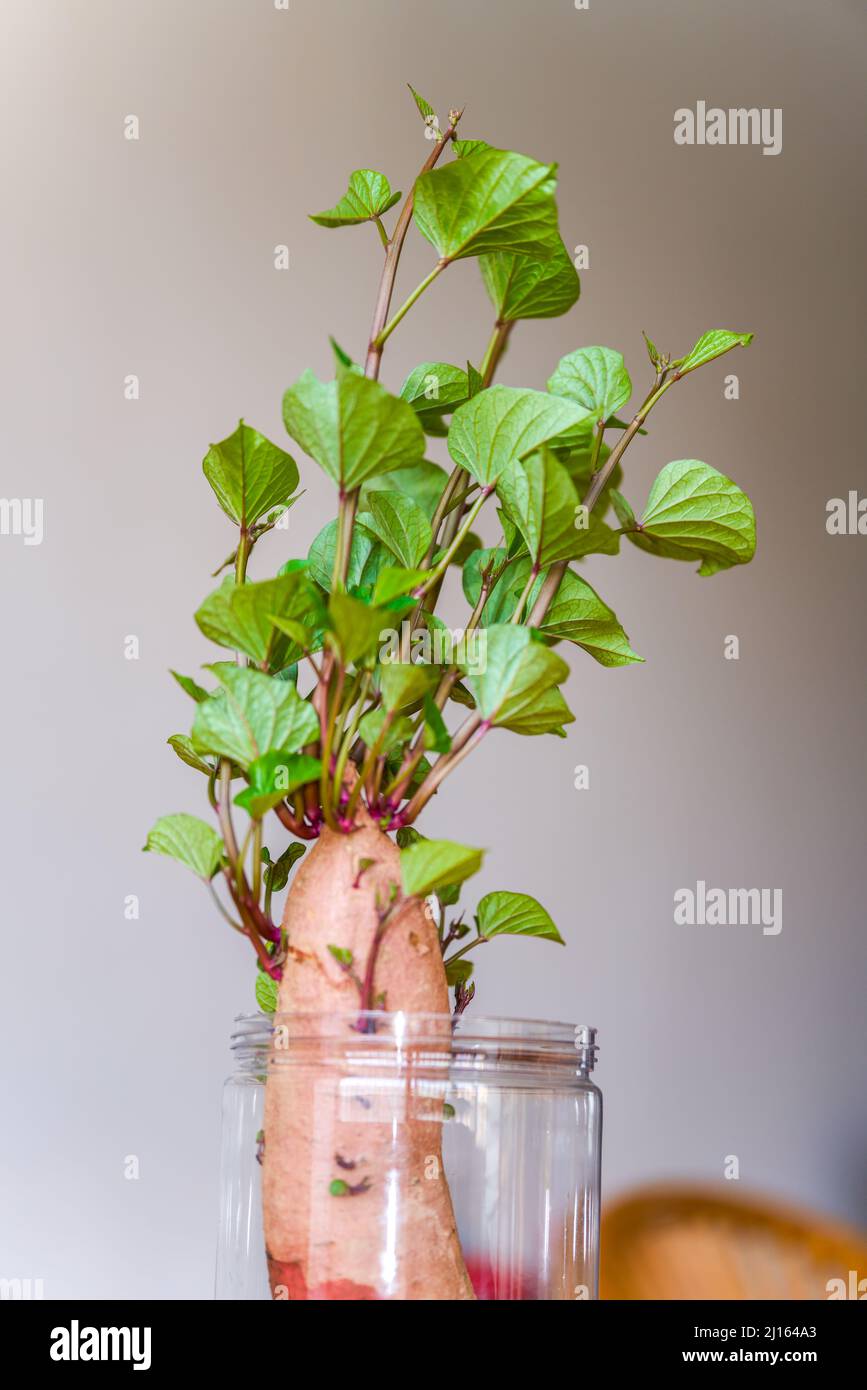 Una patata dolce coltivata pianta idroponica pentola Foto stock - Alamy