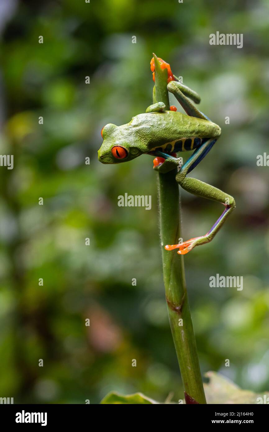 Primo piano vista di una bella rana occhi rossi nella foresta pluviale del Costa Rica Foto Stock