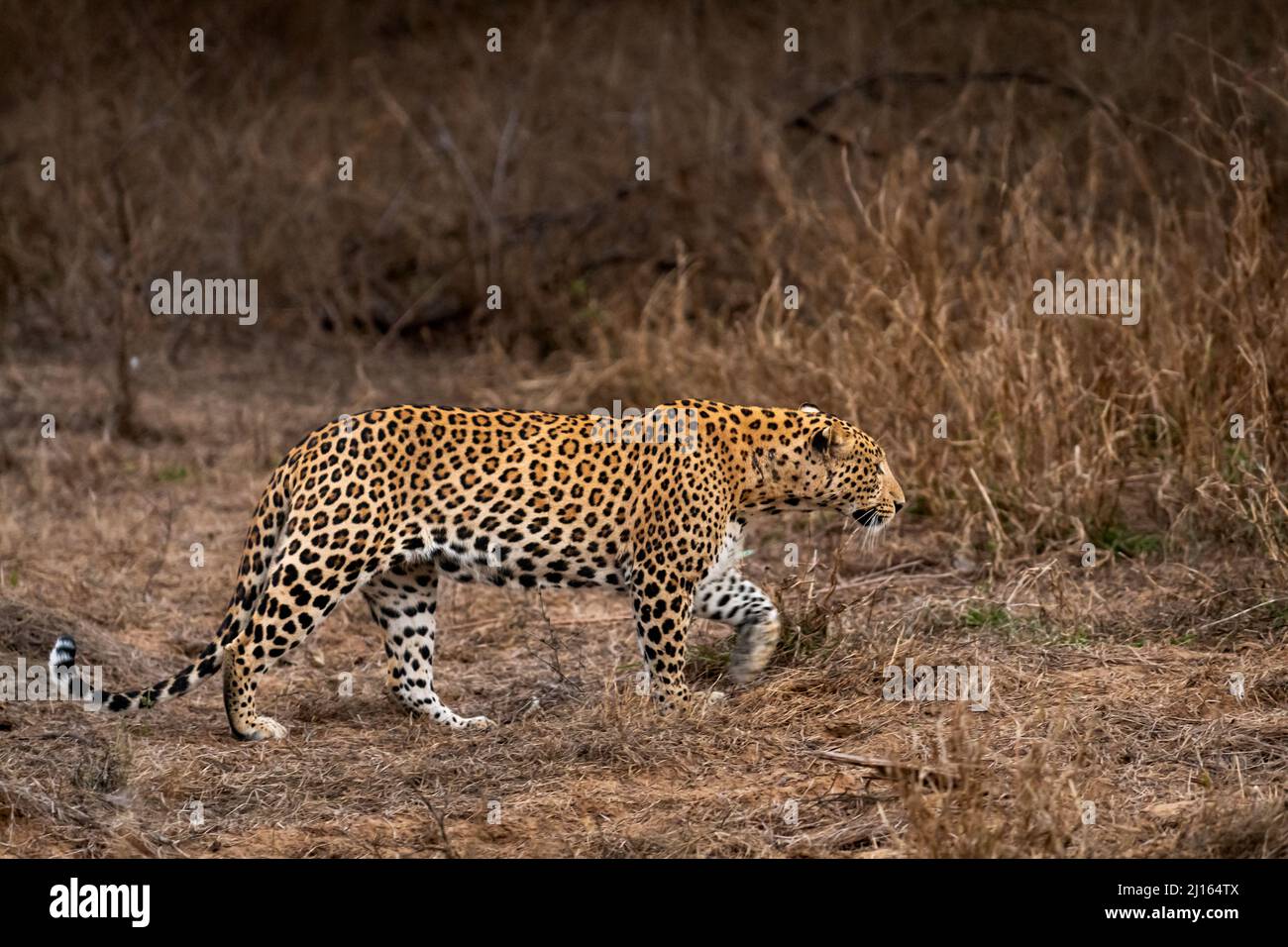 indiano selvaggio maschio leopardo o pantera profilo laterale in corsa durante la fauna selvatica all'aperto giungla safari nella foresta dell'india centrale - panthera pardus fusca Foto Stock