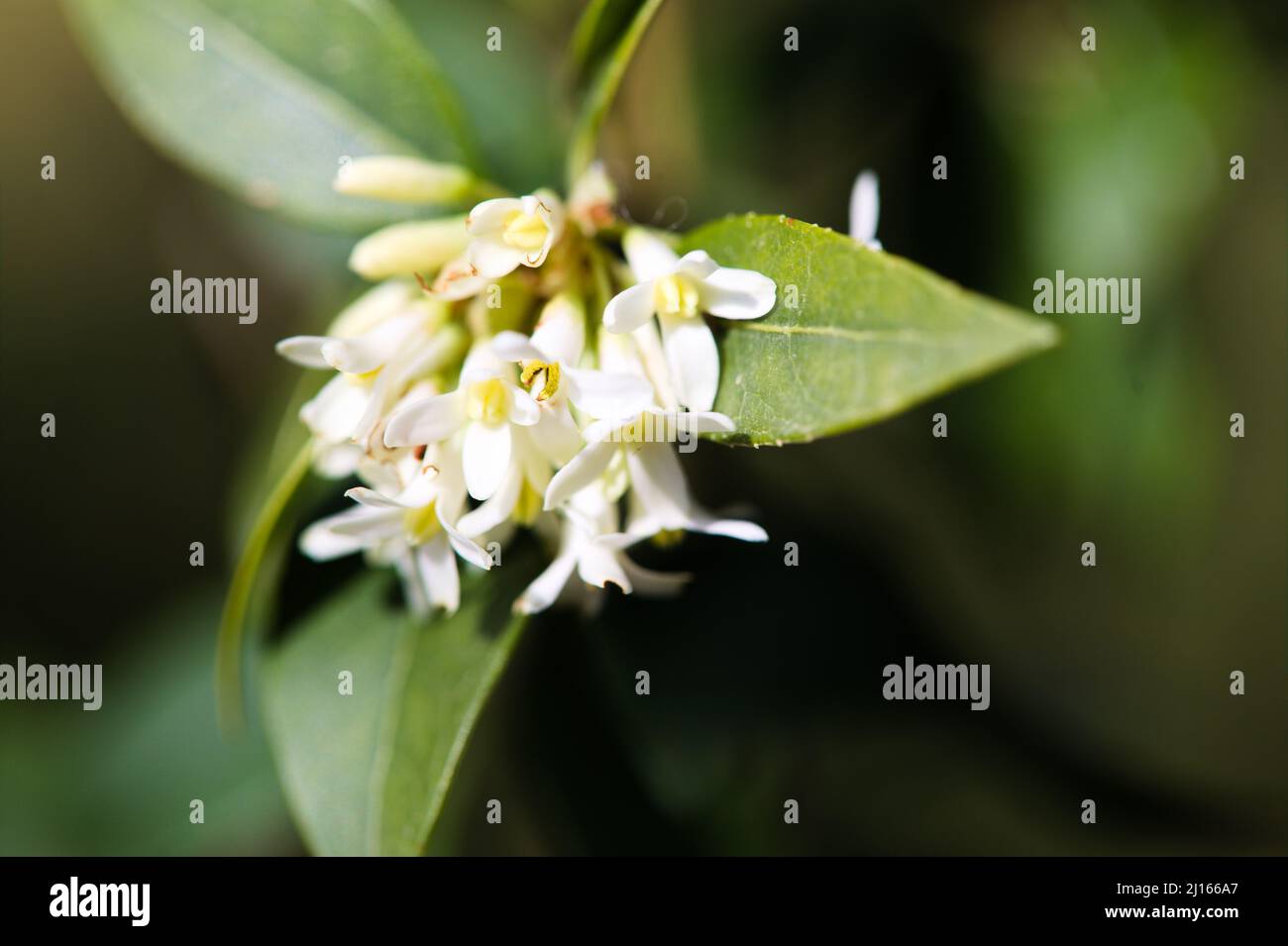 Osmanthus delavayi / Olivo fiorito Foto Stock