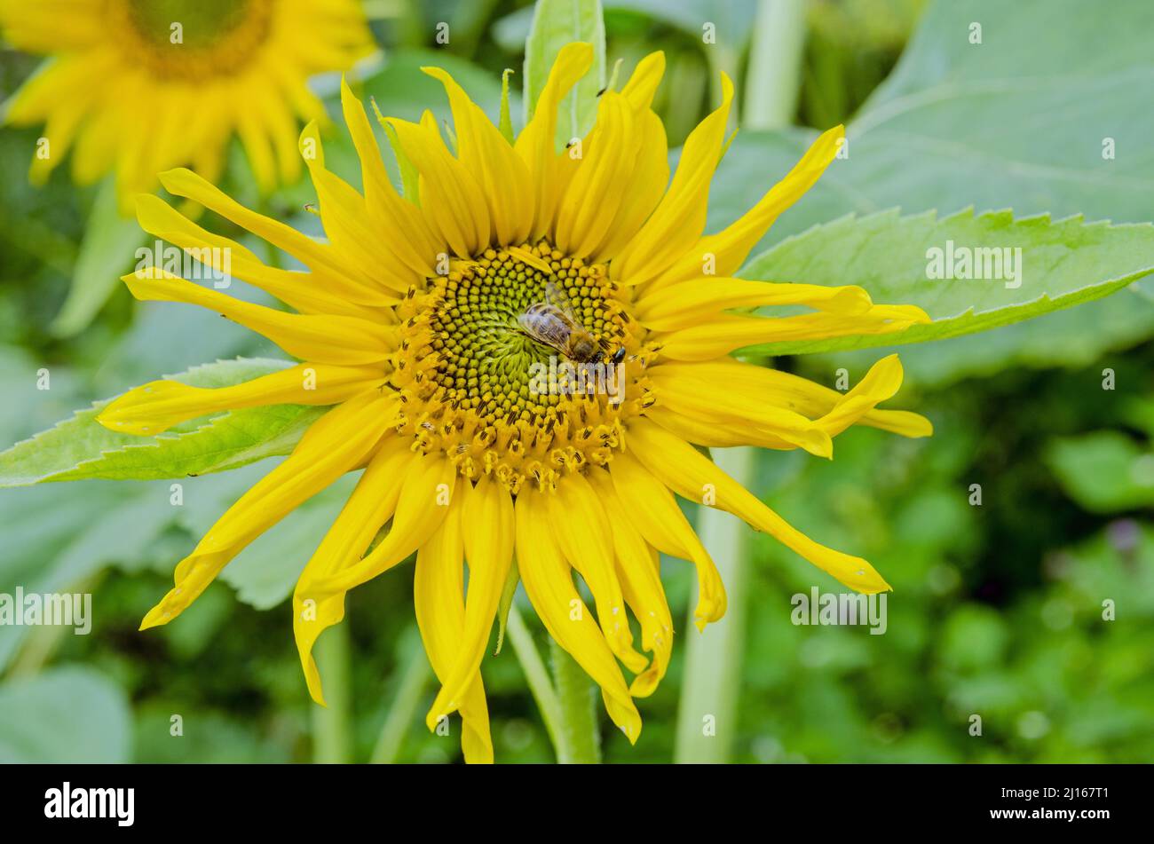 Insetti tra cui un'ape e un piccolo scarabeo che godono della bontà offerta da una testa di semi di girasole, fiorendo nel sole estivo in un campo in Ham Foto Stock