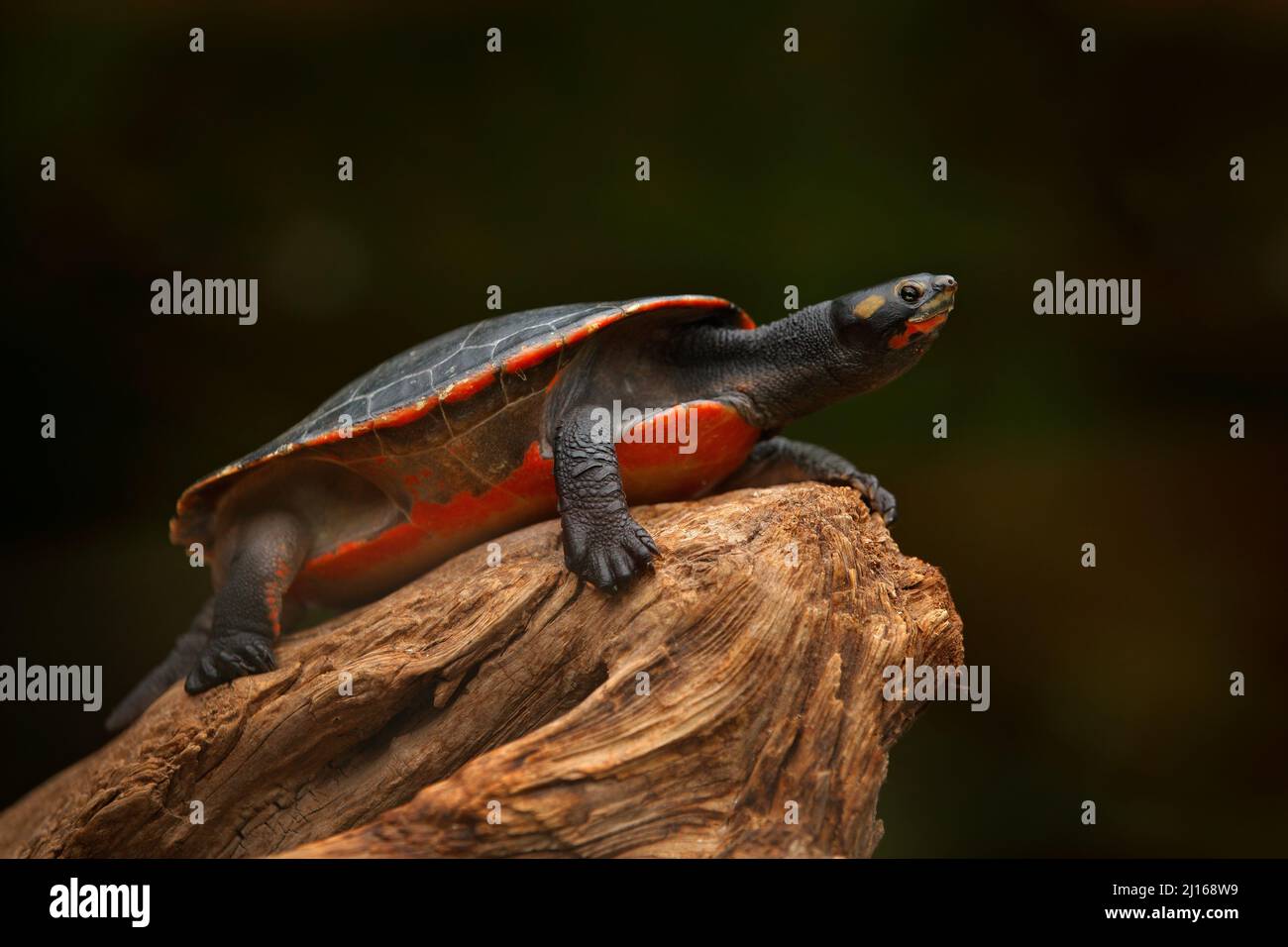 Pseudemys rubriventris, tartaruga nell'habitat naturale. Tartaruga rossa del Nord America sul tronco d'albero nel fiume. Tartaruga nella natura ha Foto Stock