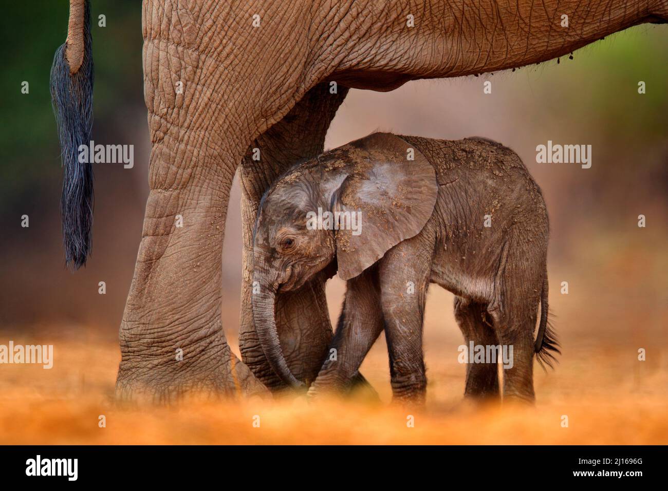 Elefante bambino che succhia il latte materno. Cucino con vecchio elefante, cura. Natura comportamento fauna selvatica dettaglio. Cub a Mana Pools NP, Zimbabwe in Africa. Foto Stock