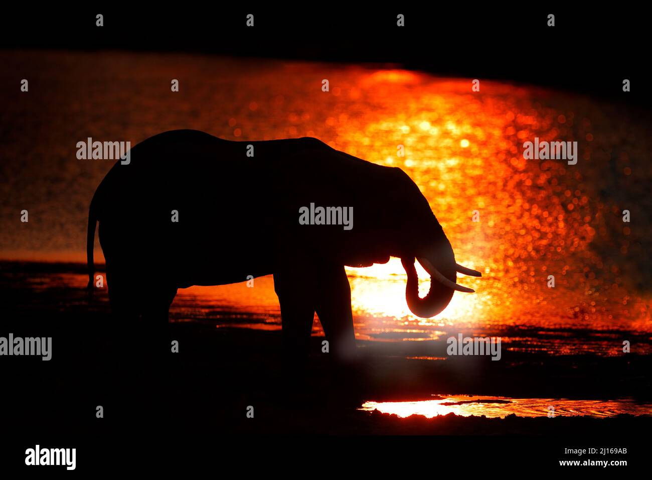 Tramonto, Elephant che alimentano ramo d'albero. Elefante a Mana Pools NP, Zimbabwe in Africa. Grande animale nella vecchia foresta. Sera luce arancione, tramonto. Magi Foto Stock