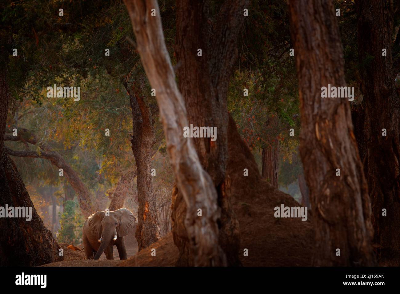 Africa tramonto. Elefante e grandi alberi. Elefante a Mana Pools NP, Zimbabwe in Africa. Grande animale nella vecchia foresta. Luce notturna, tramonto. Magia selvaggia Foto Stock