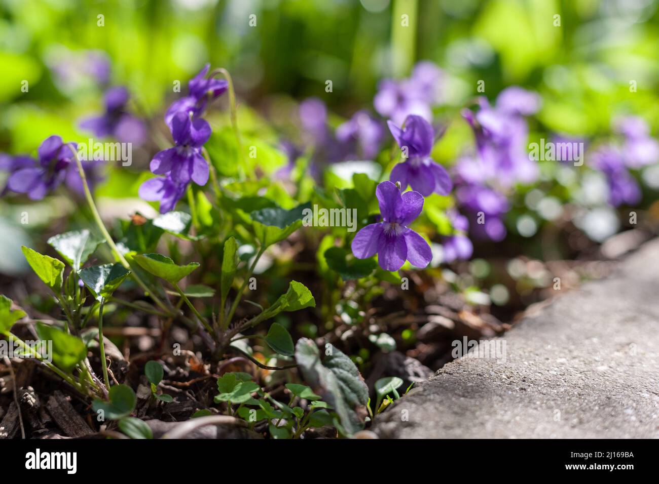 Alcune belle viola primi cane-violetti nel giardino Foto Stock