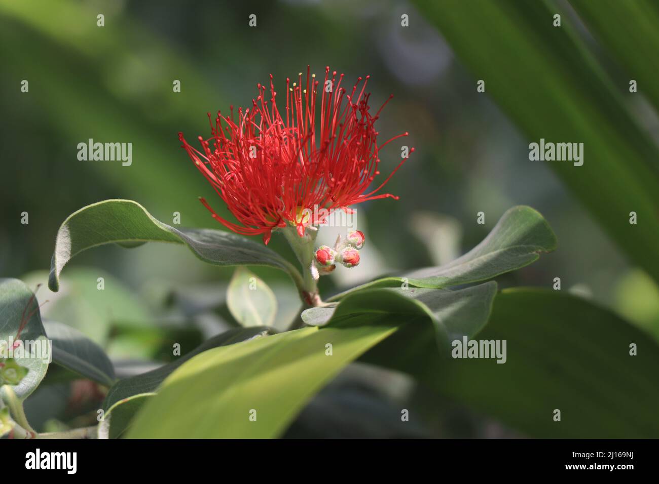 Metrosideros excelsa o New Zealand Christmas Tree. Rami con fioritura rossa di metrosideros excelsa Foto Stock