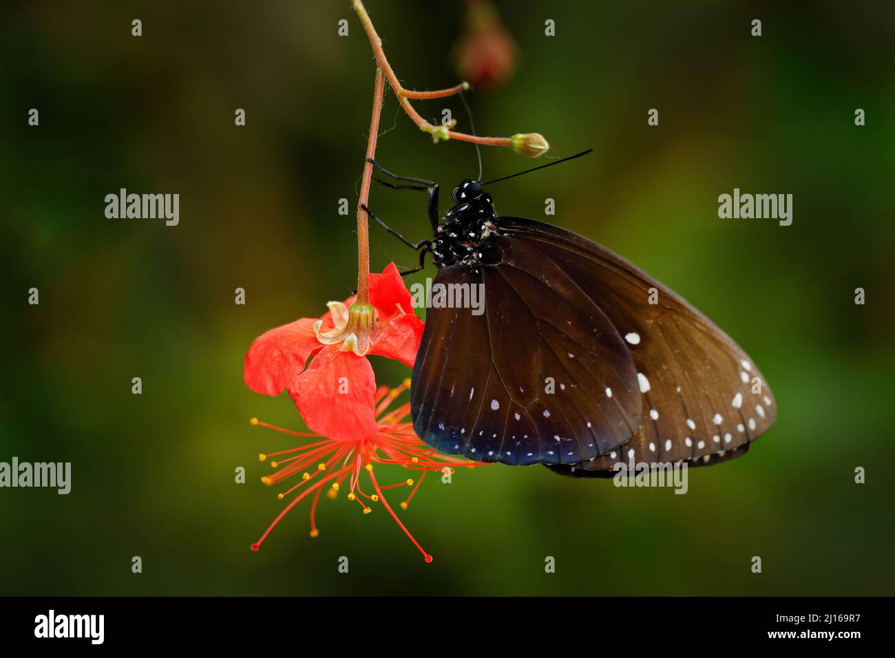 Farfalla con fiore rosso. Euploea camaralzeman, Indomalayan specie di farfalla di danaina, Giava in Indonesia, Asia. Bell'insetto nel gre Foto Stock