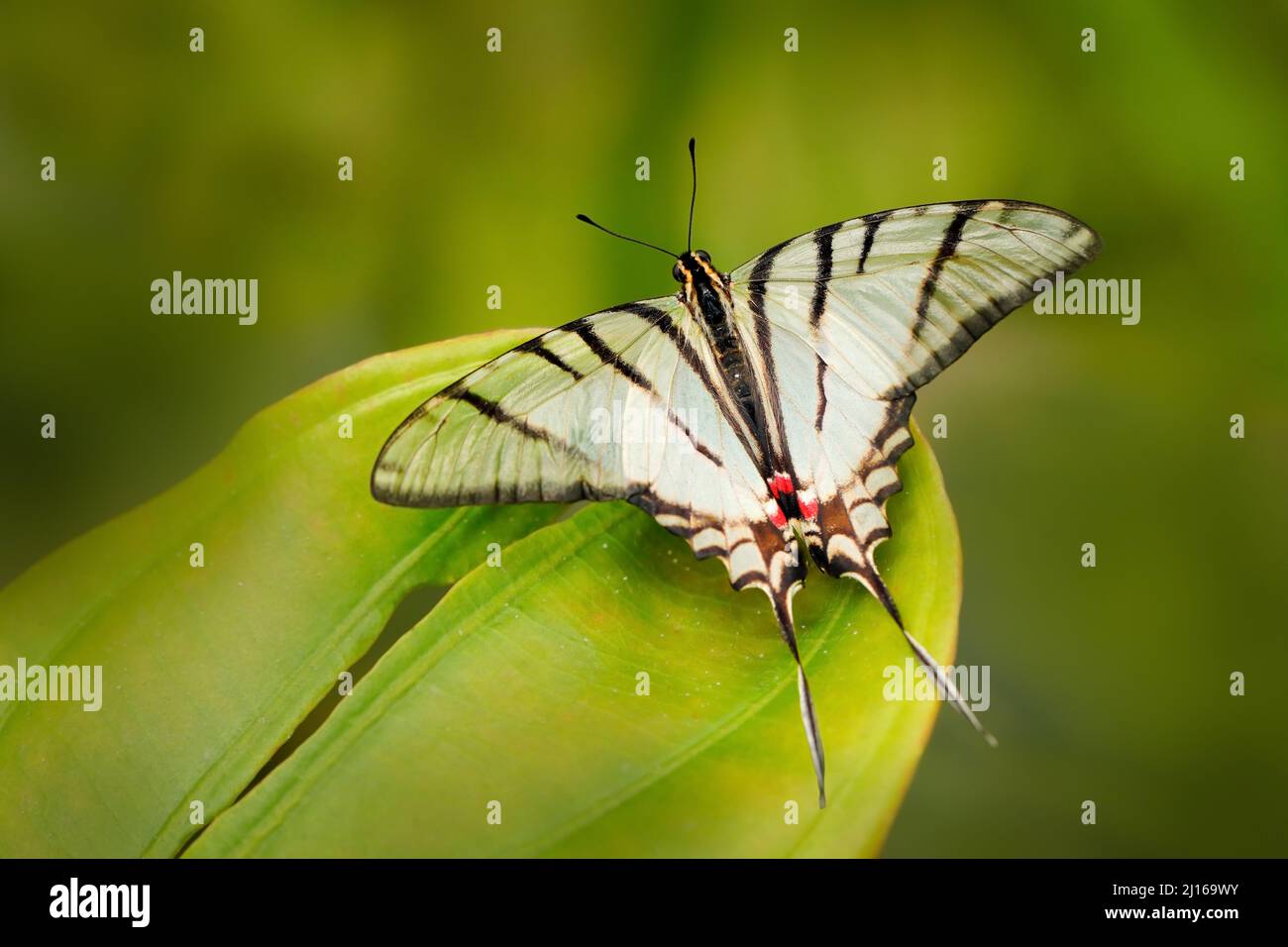 Eurytides epidaus, Kite-Swallowtail messicano, bella farfalla con ali bianche trasparenti. Farfalla seduta sul fiore giallo nella foresta verde. INS Foto Stock