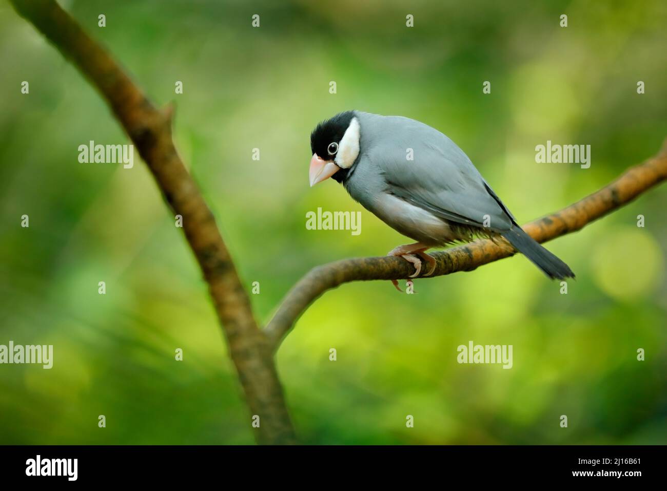 Passero di Giava, Padda oryzivora, uccello grigio seduto sul ramo nell'habitat forestale. Sparrou da Java isola in Indonesia, Asia. Vedlife natura, bir Foto Stock