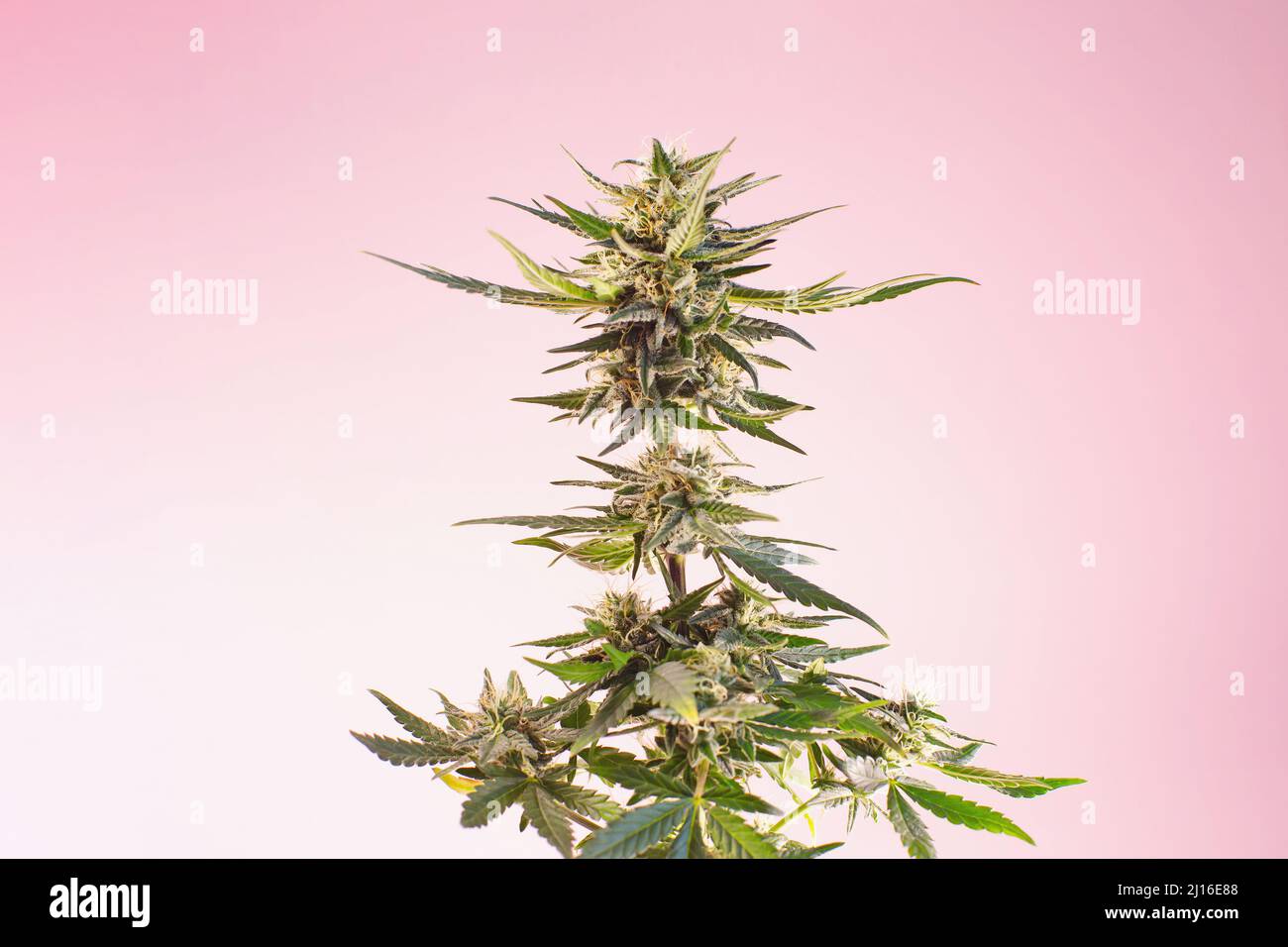 Pianta medicinale di cannabis su sfondo rosa beige chiaro. Canapa di cannabis fiorita marijuana in un nuovo stile moderno ed estetico per medici e cosmetici Foto Stock