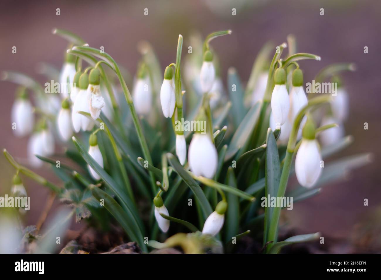 Fiori bianchi della foresta con sfondo sfocato morbido. Foto Stock