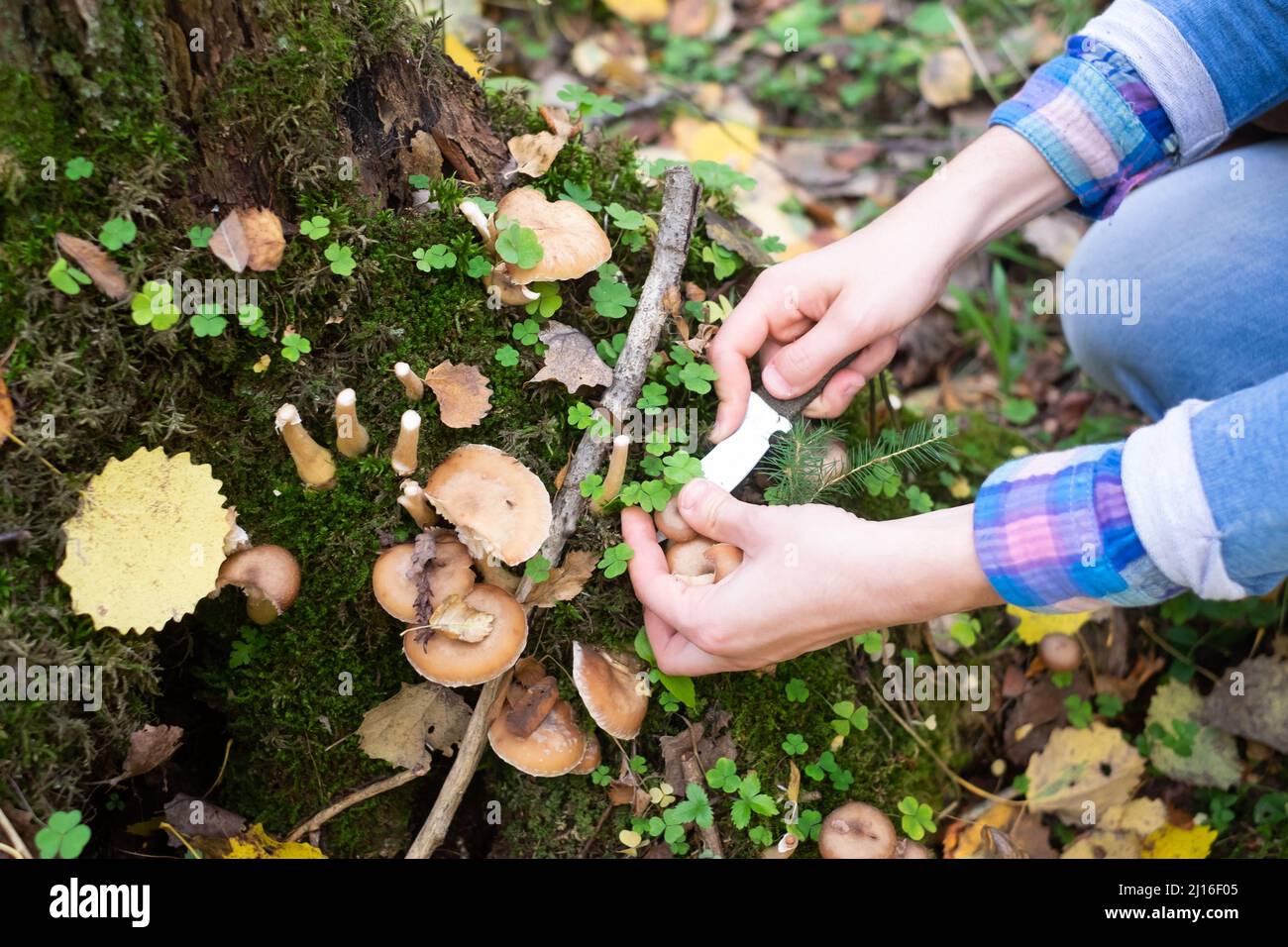 Funghi miele agarici crescono sulla terra, nell'erba nella foresta, Russia. Foto Stock