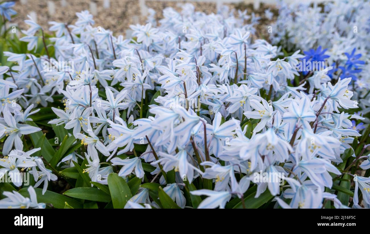 Sfondo floreale dei primi fiori primaverili in primo piano. Foto Stock
