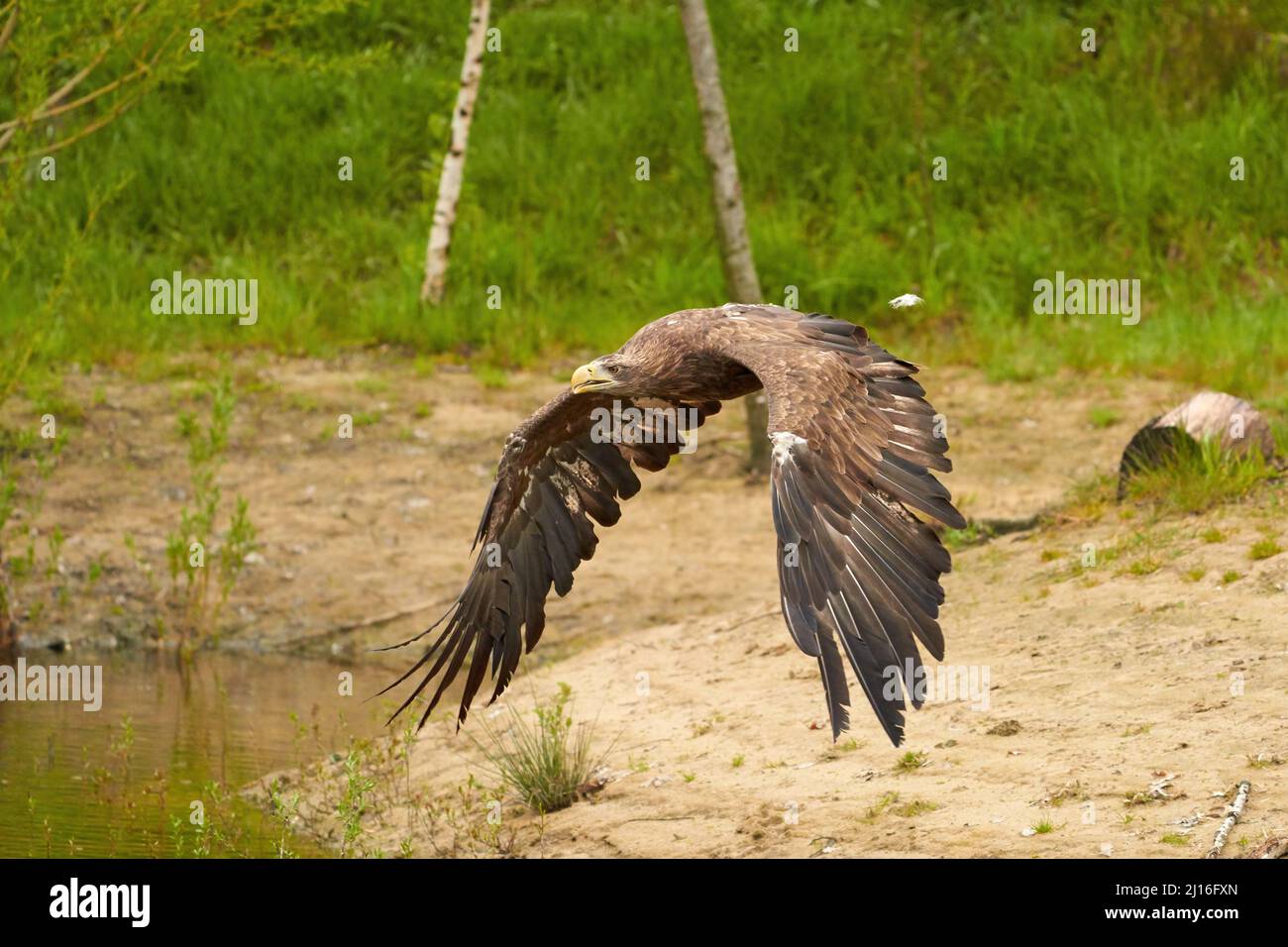 Un'aquila calva da caccia scivola senza fatica nell'aria mentre vola appena sopra la superficie dell'acqua con le ali allungate. Lago, preda, verde, alberi Foto Stock