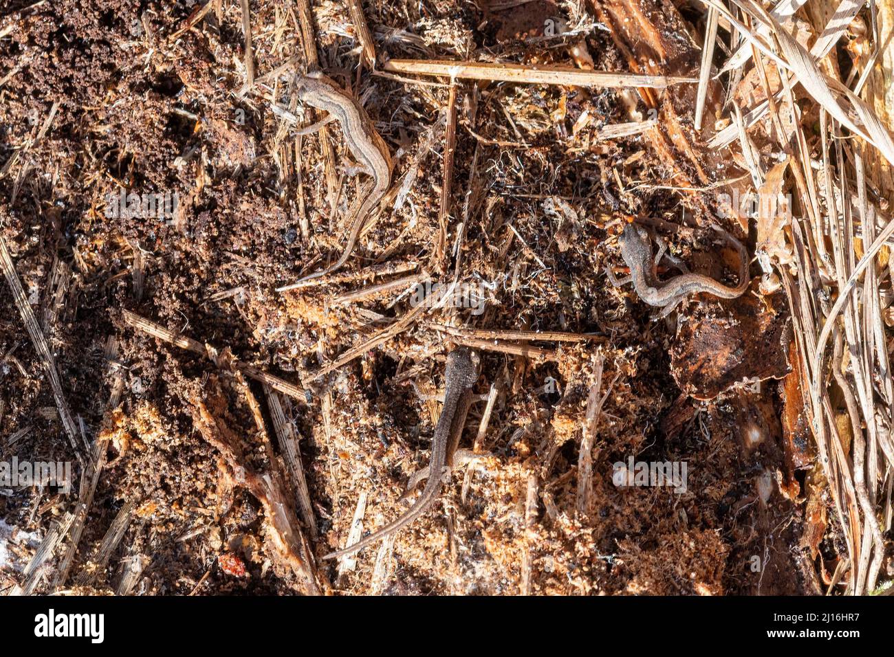 Tre neonati di palmate (Lissotriton helveticus), neonati immaturi di fase terrestre trovati sotto un ceppo umido, Regno Unito, durante marzo Foto Stock