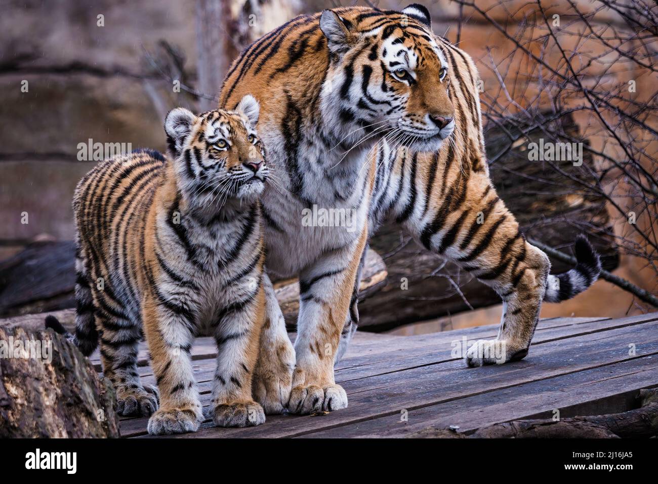 Tigre siberiana con cub, Panthera tigris altaica Foto Stock