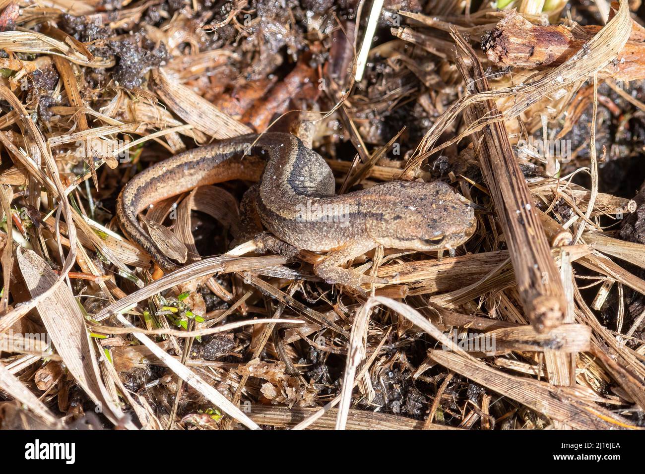 Palmate newt (Lissotriton helveticus), anfibio in fase terrestre trovato sotto un ceppo umido, Regno Unito, durante marzo Foto Stock