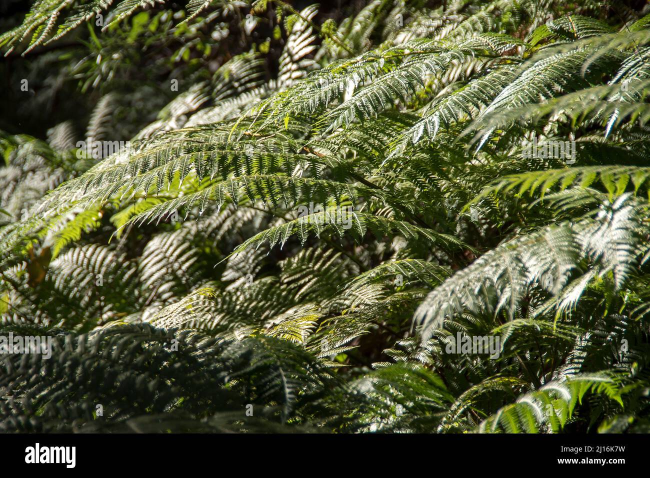 Vista dall'alto di felci d'albero (Cyathea cooperi) nella foresta pluviale subtropicale su Tamborine Mountaine, Queensland, Australia. Copertura verde densa. Foto Stock
