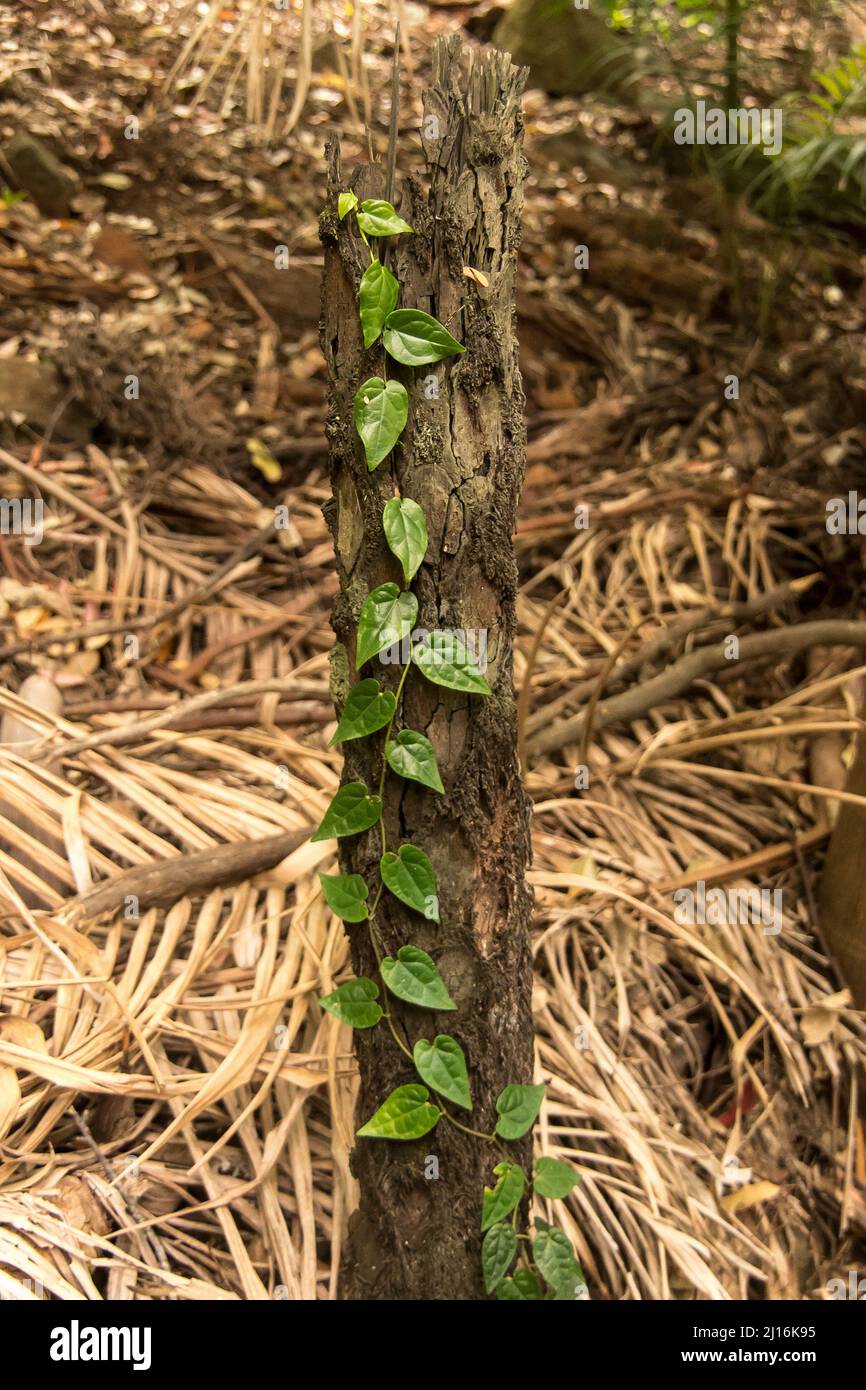 Foglie verdi di pepper vite, Piper hederaceum, salendo su tronco rotto di felce di albero, Cyathea cooperi, nella foresta pluviale australiana. Bush medicina. Foto Stock