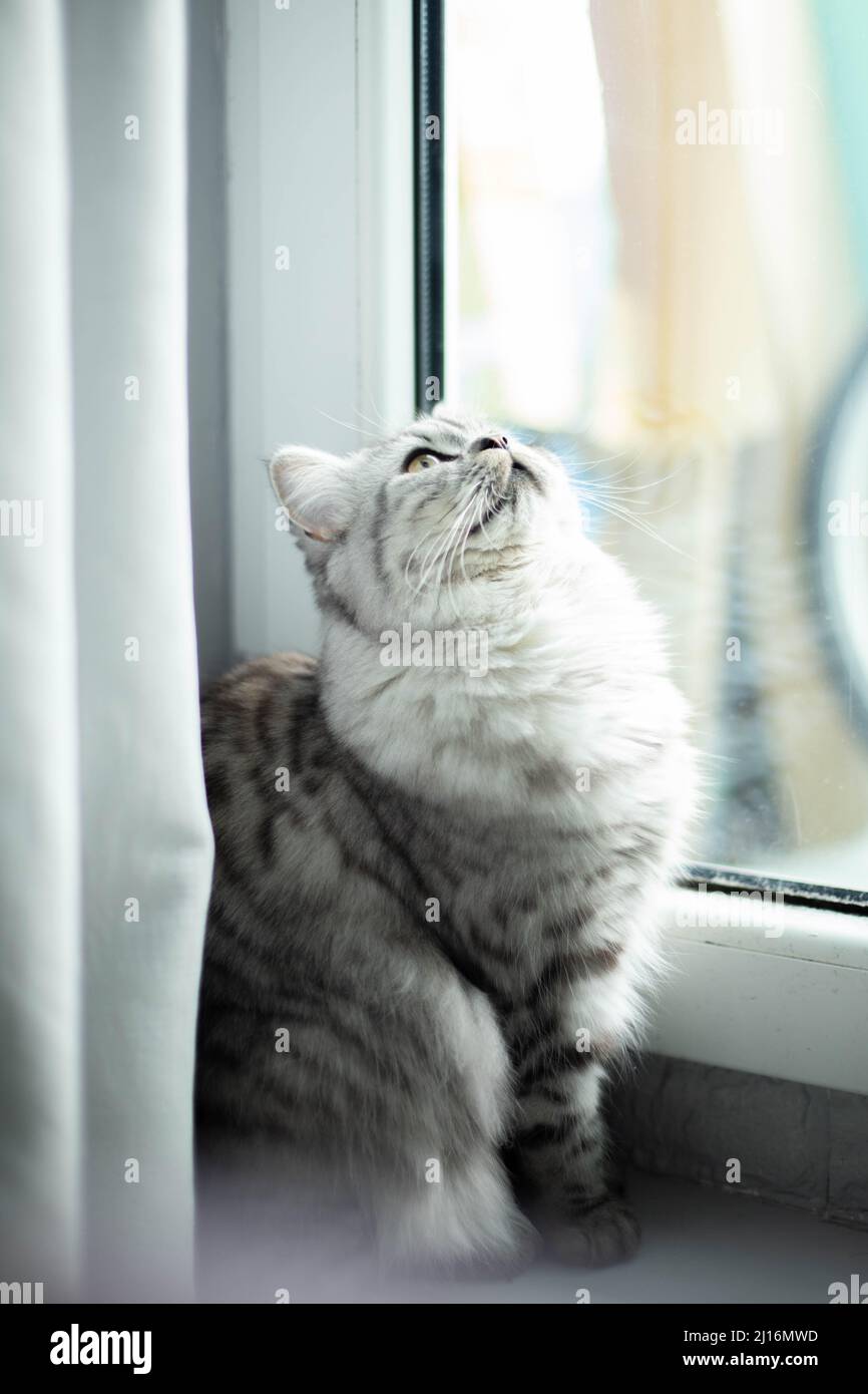 Carino gatto persiano seduto sul pavimento vicino alla finestra e guardare in su Foto Stock