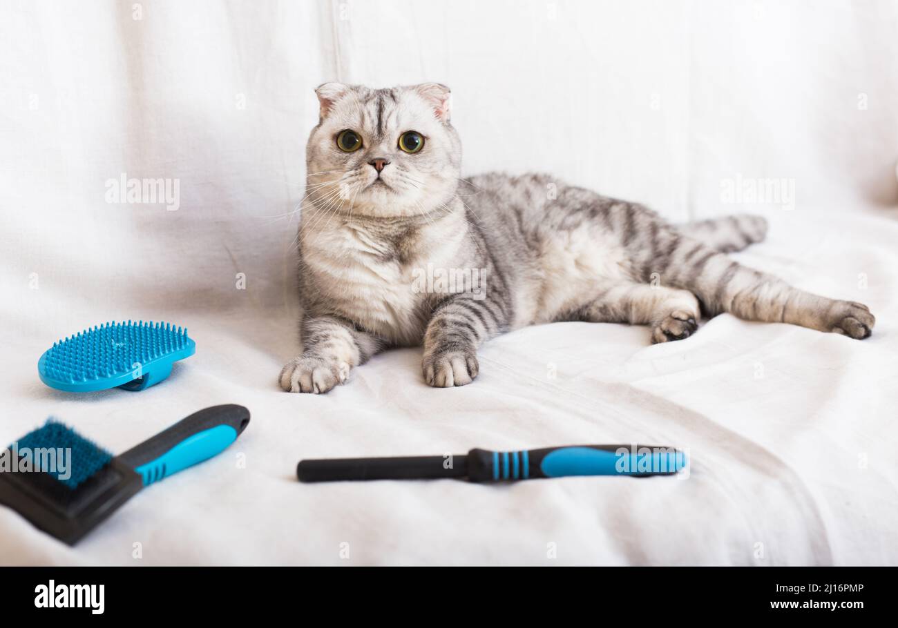 gatto grigio tabby che giace accanto a diversi pennelli e pettini per la cura degli animali domestici Foto Stock