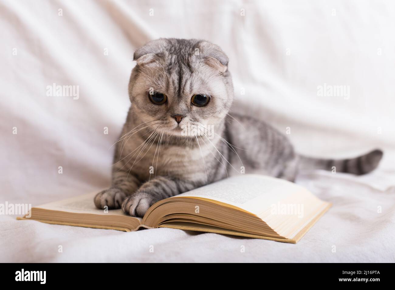 Lettore Cat. Curioso grigio scottish fold gatto giacente su libro aperto e guardando attentamente sulle pagine Foto Stock