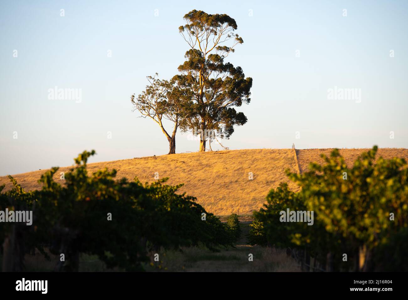 gomma tree su collina Foto Stock