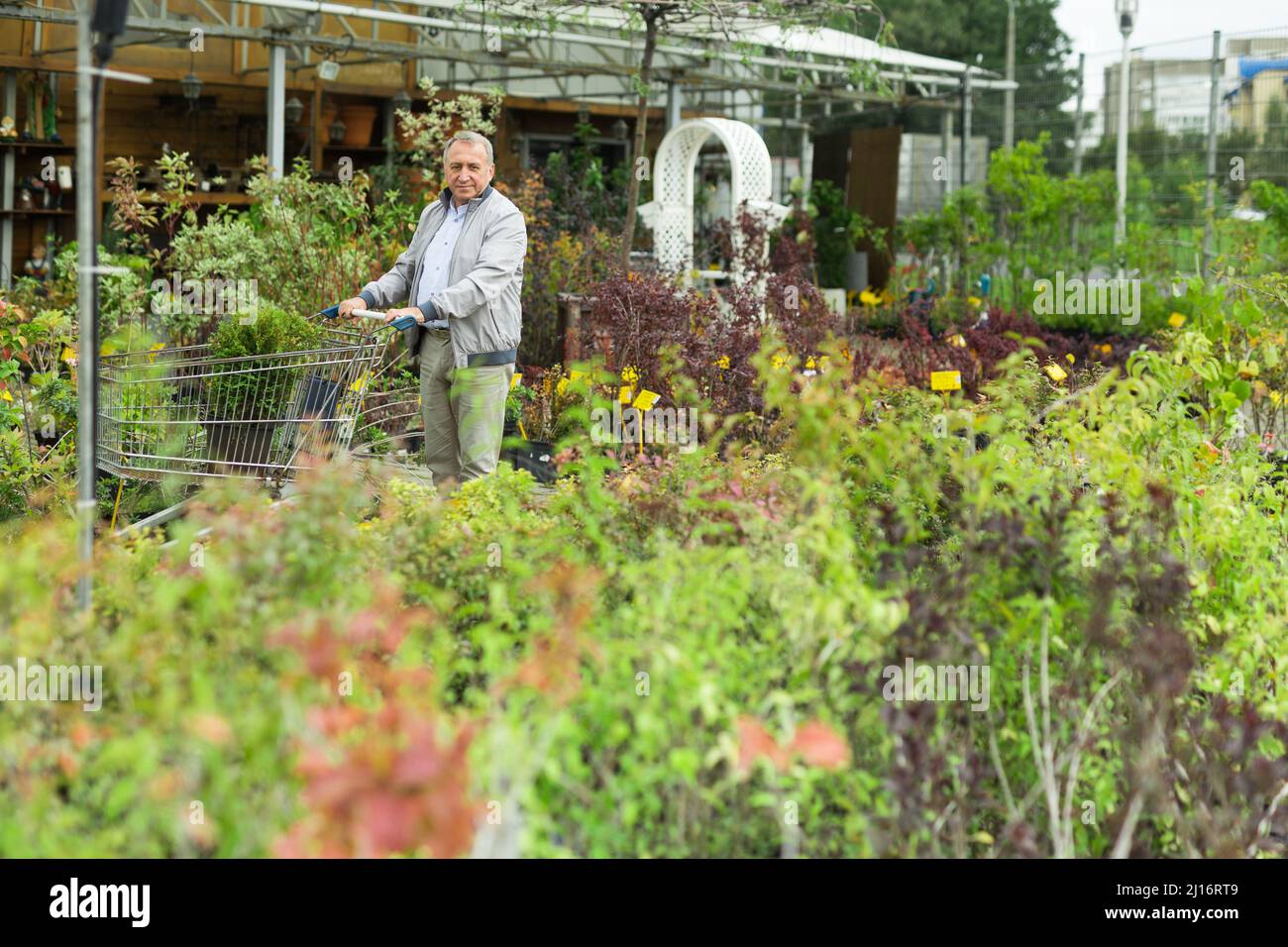 L'uomo caucasico sceglie germogli nel centro del giardino Foto Stock